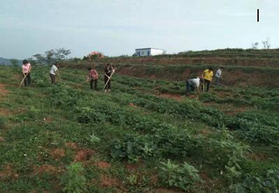 扶貧工作動態(第九十六期)