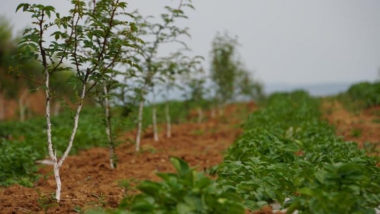 市國資委黨委副書記任曉今一行巡查指導集團幫扶的藍田縣馬王村“三排查 三清零”工作